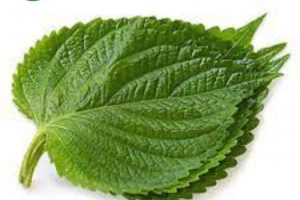 Lá mè – lá nhíp – Lá vừng Hàn Quốc dùng kèm đồ nướng