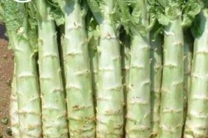 Cây rau ngó xuân đặc sản Tây Bắc? Cách nấu chế biến món gì ngon