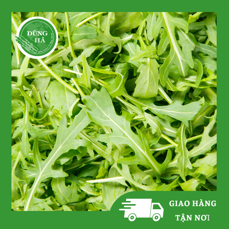 Tác dụng và cách bảo quản rau xà lách rocket Tác dụng và cách bảo quản rau xà lách rocket