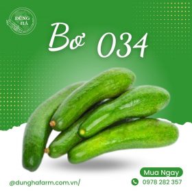 Bơ 034 - Dũng Hà Farm