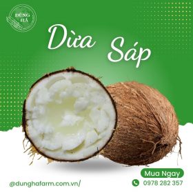 Dừa Sáp Bến Tre - Dũng Hà Farm