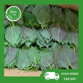 Lá Kê Nhíp - Lá Vừng Hàn Quốc