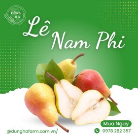 Quả Lê Nam Phi - Dũng Hà Farm