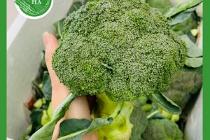 Mẹo hay khi chọn mua súp lơ xanh