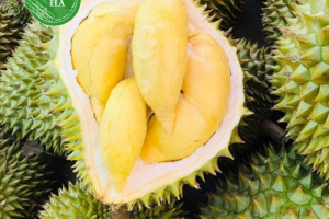 Đặc Sản Sầu Riêng Thái Monthong – Dona