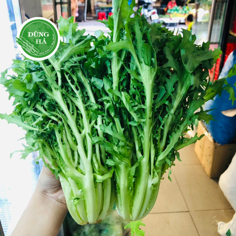 xà lách phi dê Xà Lách Frisee (Phi Dê) - Dũng Hà Farm