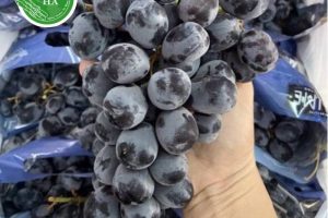 6 Lợi Ích Của Nho Đen Cho Sức Khỏe và Lưu Ý Khi Sử Dụng