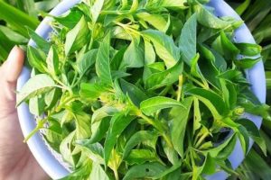 Lá é là lá gì? Công dụng như thế nào với sức khỏe?