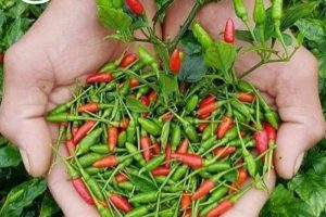 Ớt xiêm xanh – gia vị tự nhiên từ núi rừng miền Trung