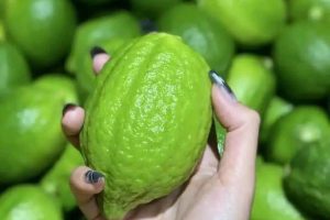 Tại sao Chanh Quảng Đông ‘sốt’ giá tại Việt Nam