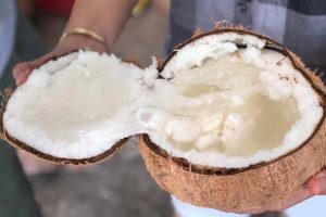 Dừa sáp Bến Tre giá bao nhiêu? Mua ở đâu