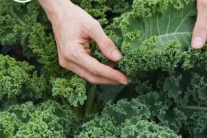 Cải xoăn Kale sử dụng thế nào? Các loại cải xoăn