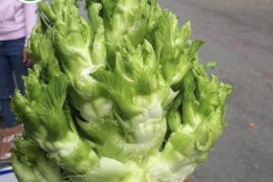 Rau Mầm Đá Sapa – Món Đặc Sản Độc Đáo từ Vùng Cao Lào Cai