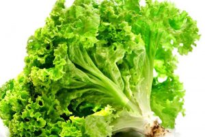 Rau Xà Lách – Thực Phẩm Bổ Dưỡng Cho Sức Khỏe