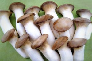 Công dụng và cách chế biến nấm đùi gà