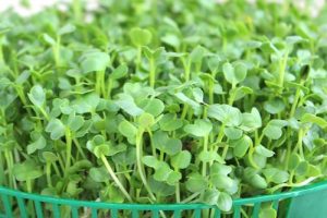 Cách Ăn Rau Mầm Đúng Cách để Không Ngộ Độc và Tốt Cho Sức Khỏe