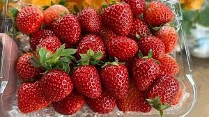 Mẹo phân biệt dâu tây Mộc Châu với dâu tây Trung Quốc